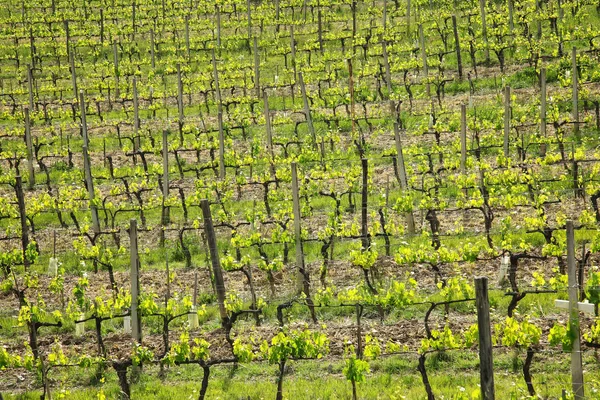 Řádky Hroznů Vinné Révy Vinici Nedaleko Montalcino Val Orcia Toskánsko — Stock fotografie