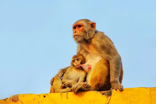 Rhésus Macaque Avec Bébé Assis Sur Mur Dans Quartier Taj — Photo