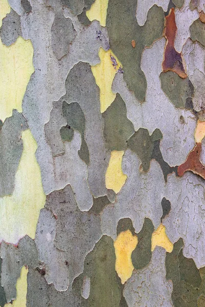 Γκρο Πλαν Του Κορμού Δέντρο Φίκος — Φωτογραφία Αρχείου