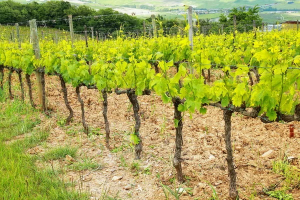 Řádky Vinice Poblíž Montalcino Val Orcia Toskánsko Itálie Montalcino Proslulá — Stock fotografie