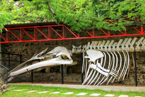 クジラの骨格コロニア サクラメント ウルグアイの古生物学博物館に展示 ウルグアイで最も古い都市の一つです — ストック写真