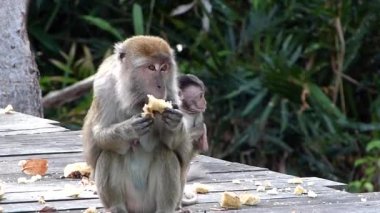 Kadın uzun kuyruklu makak beslenme platformu Labuk Bay, Sabah, Borneo, Malezya yeme bir bebekle. Bu maymunların anaerkil sosyal gruplar halinde bir kadın hakimiyeti hiyerarşi ile yaşar