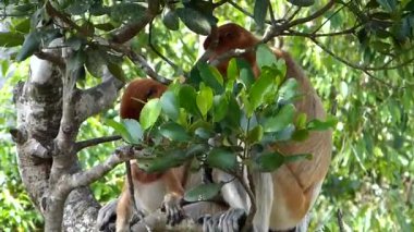 Hortum maymunlar (Nasalis larvatus) Labuk Bay, Sabah, Borneo, Malezya bir ağaçta oturuyor. Hortum maymunlar Borneo Adası endemik.