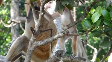 Labuk Bay, Sabah, Borneo, Malezya bir ağaçta oynayan hortum maymun (Nasalis larvatus) nasıl gitti? Hortum maymunlar Borneo Adası endemik.