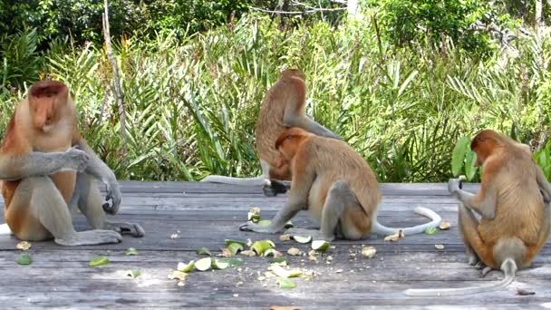 Sosák rodinné skupiny jíst na krmení platformě Labuk Bay, Sabah, Borneo, Malajsie. Sosák opice jsou endemické na ostrov Borneo.