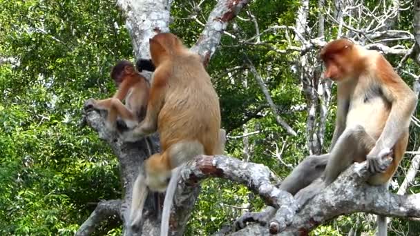 Proboscis Monkeys Nasalis Larvatus Sitting Tree Labuk Bay Sabah Borneo — Stock Video