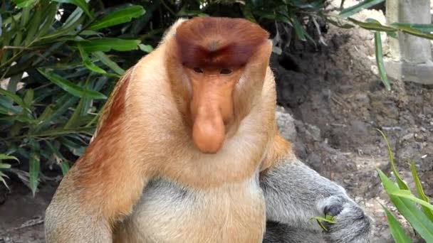 Mužské Proboscis Monkey Nasalis Larvatus Jíst Labuk Bay Sabah Borneo — Stock video