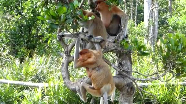 Macacos Probóscide Nasalis Larvatus Sentados Uma Árvore Baía Labuk Sabah — Vídeo de Stock