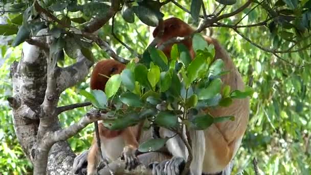 Proboscis Мавп Nasalis Larvatus Сидячи Дереві Labuk Бей Сабах Борнео — стокове відео