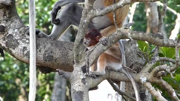 Μωρό Προβοσκίδα Monkey Nasalis Larvatus Παίζοντας Ένα Δέντρο Στο Labuk — Αρχείο Βίντεο