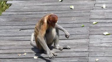 Labuk Bay, Sabah, Borneo, Malezya besleme platformda yemek kadın hortum maymun (Nasalis larvatus). Hortum maymunlar Borneo Adası endemik.