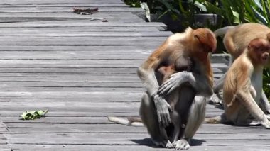 Labuk Bay, Sabah, Borneo, Malezya besleme platformda oturan bebek kadın hortum maymun. Hortum maymunlar Borneo Adası endemik.