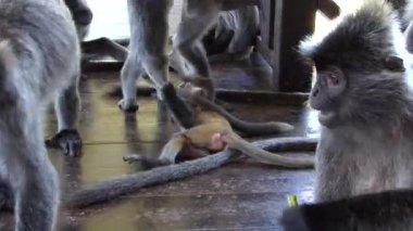 Labuk Bay, Sabah, Borneo, Malezya Ziyaretçi Merkezi oynayan genç gümüşlenmiş yaprak maymun (Trachypithecus cristatus). Gümüşlenmiş yaprak maymunlar Borneo, Sumatra ve Malay Yarımadası arasında bulunur