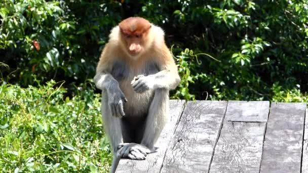 Macaco Proboscis Fêmea Nasalis Larvatus Comendo Plataforma Alimentação Labuk Bay — Vídeo de Stock