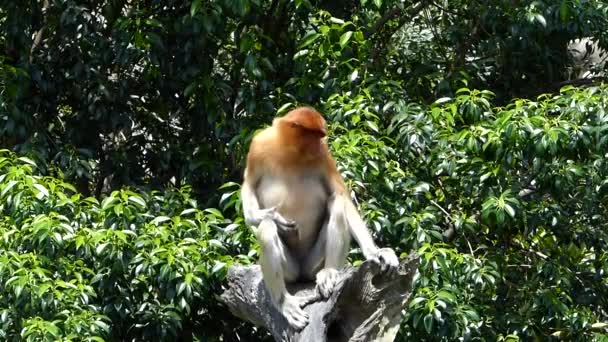 Macaco Proboscis Fêmea Nasalis Larvatus Sentado Uma Árvore Baía Labuk — Vídeo de Stock