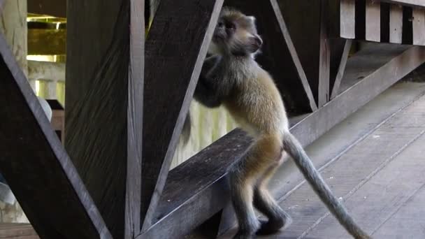 Baby Silvered Листя Мавпа Trachypithecus Тритон Грає Навколо Центр Відвідувачів — стокове відео