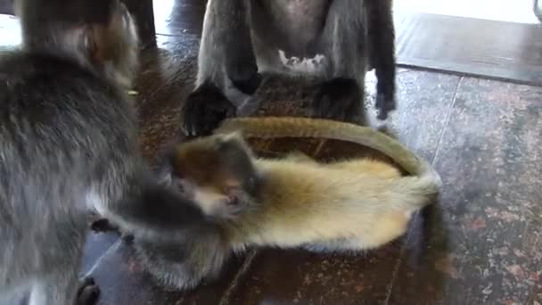 Jovens Macacos Prateados Trachypithecus Cristatus Tocando Centro Visitantes Labuk Bay — Vídeo de Stock