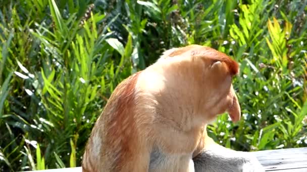 Maschio Scimmia Proboscide Nasalis Larvatus Seduto Nella Baia Labuk Sabah — Video Stock