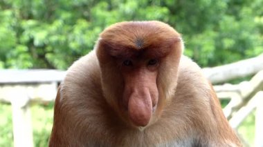 Labuk Bay, Sabah, Borneo, Malezya içinde oturan erkek hortum maymun (Nasalis larvatus). Hortum maymunlar Borneo Adası endemik.