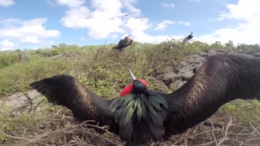 Erkek büyük Frigatebird Genovesa adada, Galapagos Milli Parkı, Ekvador görüntüleme