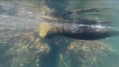 Galapagos deniz aslanı Genovesa ada, Galapagos Milli Parkı, Ekvador Yüzme