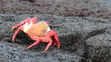 Çin şapka adada, Galapagos Milli Parkı, Ekvador deri değiştirme Sally lightfoot Yengeç (Grapsus grapsus)