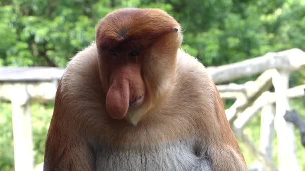 Macaco Proboscis Macho Nasalis Larvatus Sentado Labuk Bay Sabah Bornéu — Vídeo de Stock