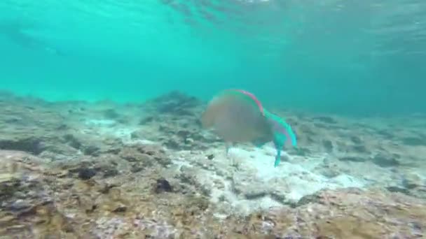 Parrotfish Scarus Spp Национальном Парке Галапагос Эквадор — стоковое видео