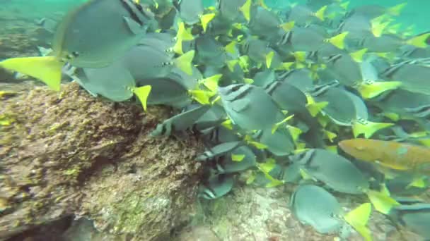 Schwarm Der Gelbschwanz Doktorfische Prionurus Laticlavius Galapagos Nationalpark Ecuador — Stockvideo