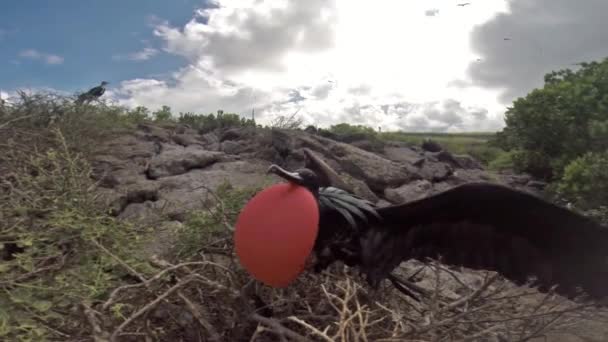 在厄瓜多尔加拉帕戈斯国家公园 Genovesa 岛上展出的男性大 Frigatebird — 图库视频影像