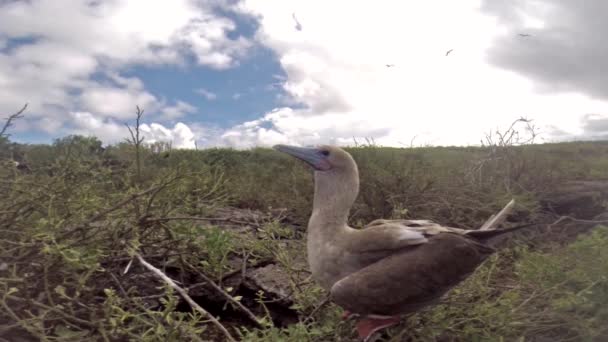 Röd Footed Booby Sula Sula Genovesa Island Galapagos Nationalpark Ecuador — Stockvideo