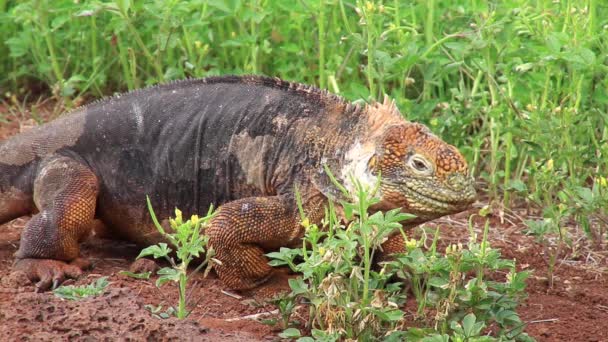 Galapagos Land Iguana Che Mangia Fiori Conolophus Subcristatus Nell Isola — Video Stock