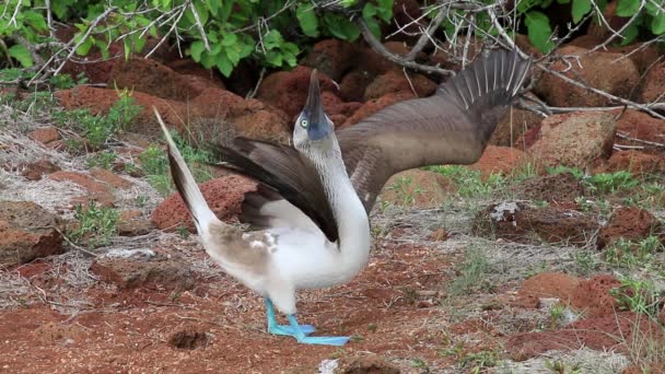 Booby Patas Azules Sula Nebouxii Isla Seymour Norte Parque Nacional — Vídeo de stock