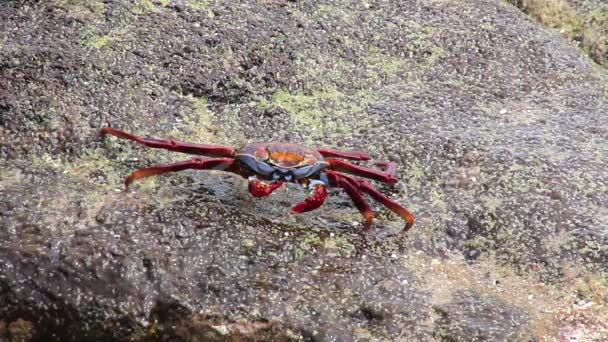Crabe commun de Sally (Grapsus grapsus) se nourrissant sur l'île de Chinese Hat, parc national des Galapagos, Équateur 