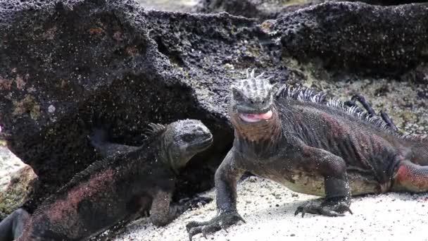 Marine Iguanas Amblyrhynchus Cristatus Chinese Hat Island Galapagos National Park — Stock Video