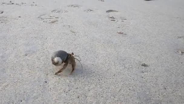 Hermit Crab Beach Genovesa Island Galapagos National Park Ecuador — Stock Video