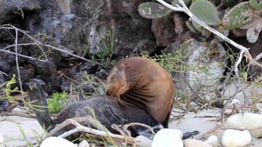 Galapagos deniz aslanı sahilde Genovesa Adası, Galapagos Milli Parkı, Ecuador