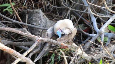 Genovesa adada, Galapagos Milli Parkı, Ekvador damat kırmızı paçalı sümsük (Sula sula)