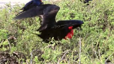 Erkek büyük Frigatebird (Fregata küçük) Genovesa Adası, Galapagos Milli Parkı, Ecuador