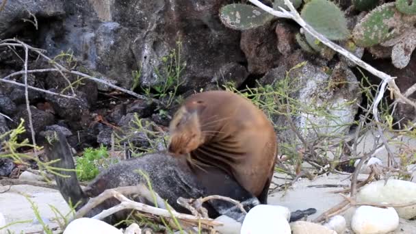 Otarie Des Galapagos Sur Plage Île Gênes Parc National Des — Video