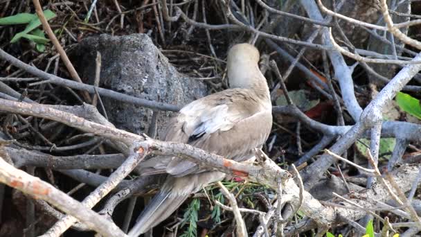 Rotfußtölpel Sula Sula Beim Nestbau Insel Genua Galapagos Nationalpark Ecuador — Stockvideo