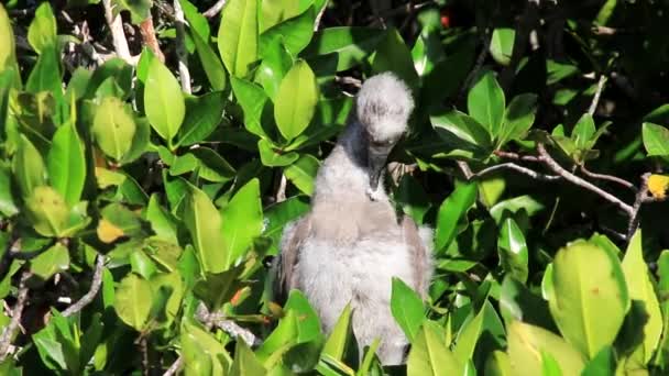 Chick Red Footed Booby Isla Genovesa Parque Nacional Galápagos Ecuador — Vídeo de stock