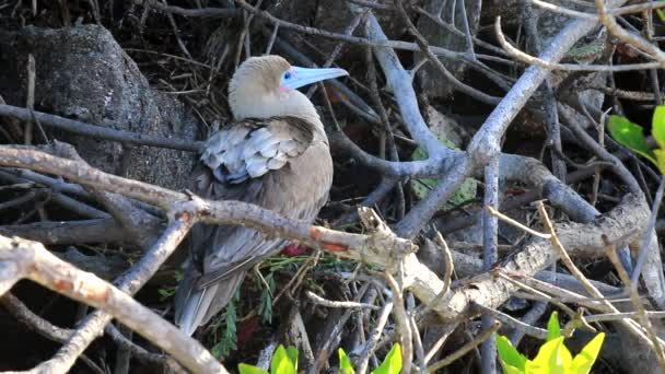 红脚鲣鸟 苏拉苏拉 Genovesa 厄瓜多尔加拉帕戈国家公园 — 图库视频影像