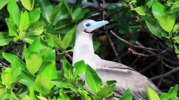 Bir Ağaç Genovesa Adası Galapagos Milli Parkı Ekvator Üzerinde Oturan — Stok video
