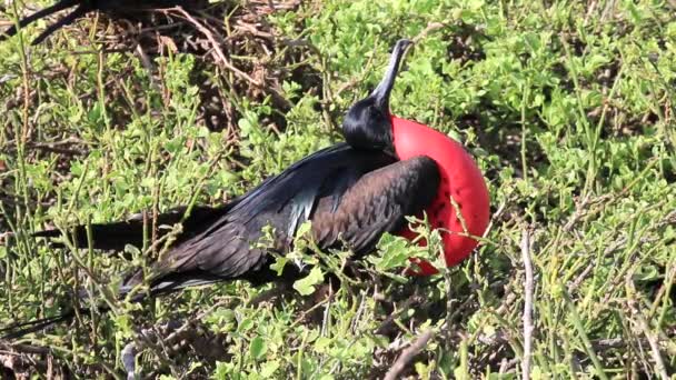 Männlicher Großer Fregatebird Fregata Minor Auf Genovesa Island Galapagos Nationalpark — Stockvideo