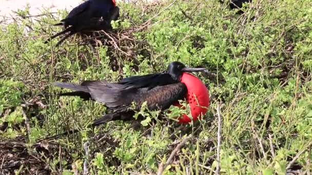 Frigatebird Macho Fregata Minor Ilha Genovesa Parque Nacional Galápagos Equador — Vídeo de Stock