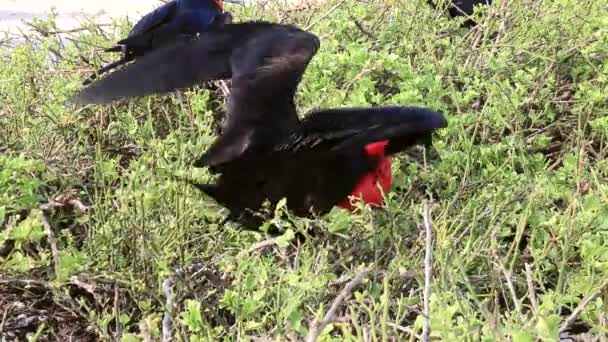 Männlicher Großer Fregatebird Fregata Minor Auf Genovesa Island Galapagos Nationalpark — Stockvideo