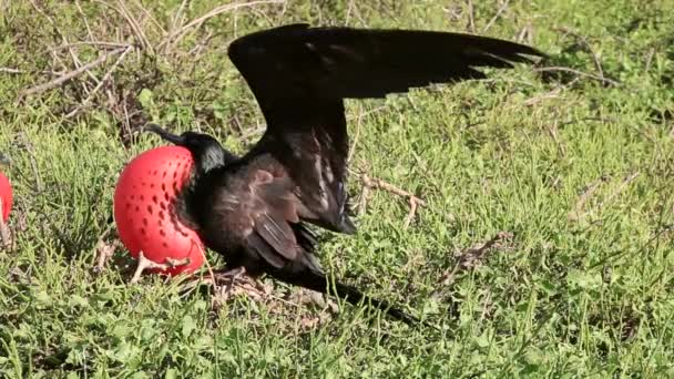 Great Frigatebird Masculino Exibindo Ilha Genovesa Parque Nacional Galápagos Equador — Vídeo de Stock