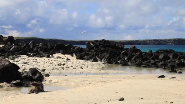 Sandy Beach Skvělé Darwin Bay Ostrově Genovesa Národního Parku Galapágy — Stock video