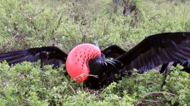 Erkek büyük Frigatebird Genovesa adada, Galapagos Milli Parkı, Ekvador görüntüleme